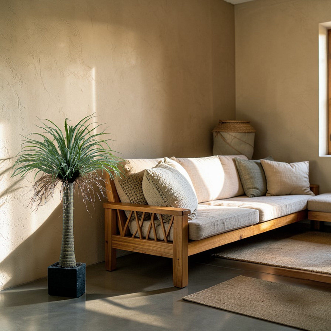 Dracaéna – Dragon Tree Plant