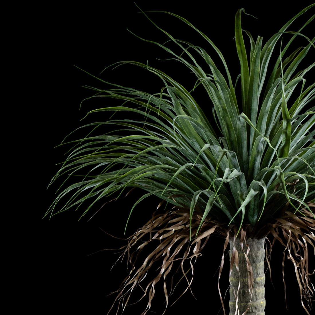 Dracaéna - Plante De Dragonnier