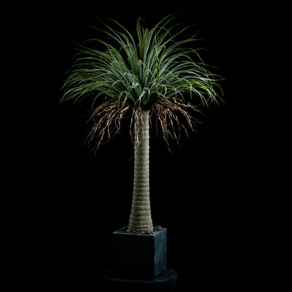 Dracaéna - Plante De Dragonnier