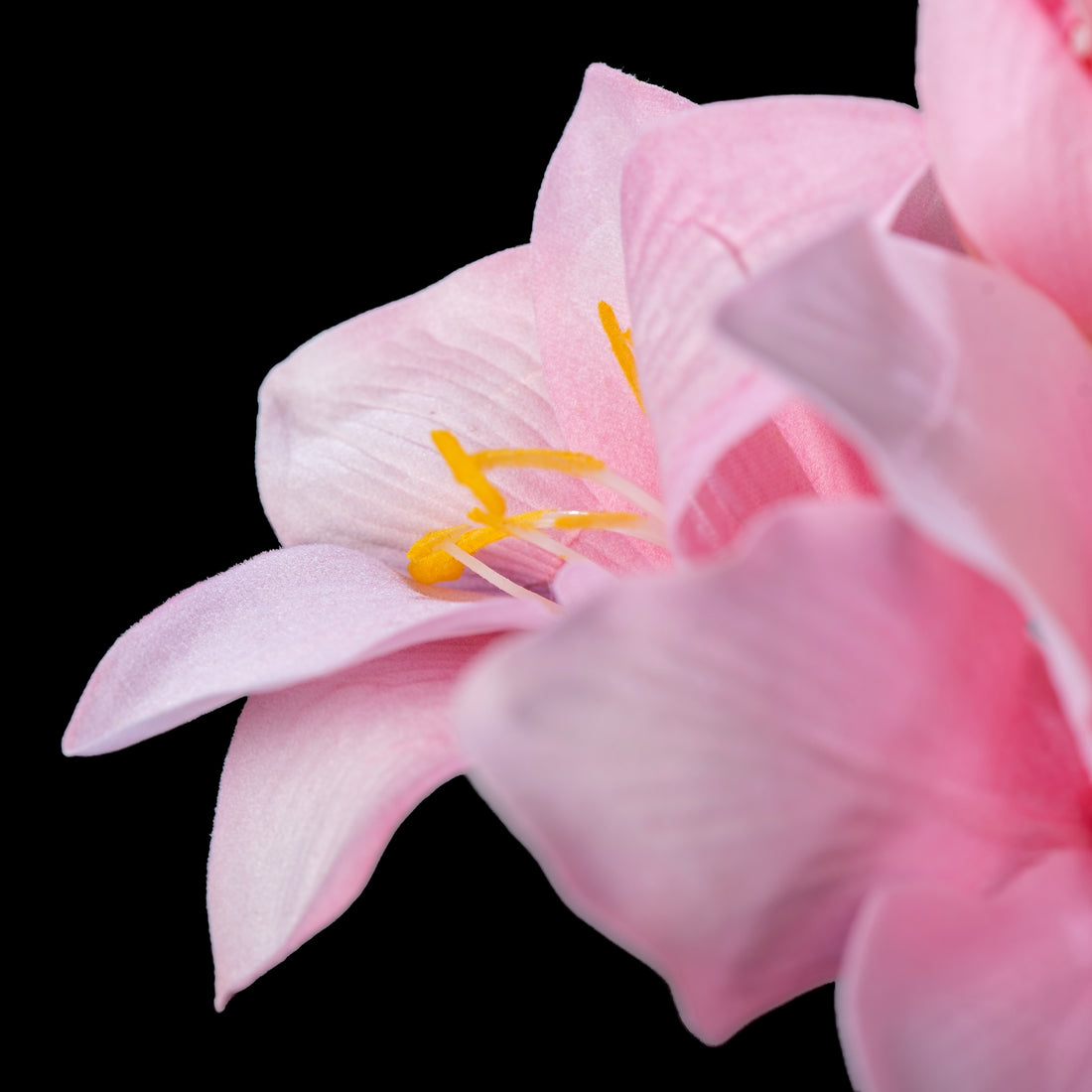 Amaryllis artificielle en velours rose 51 cm, détail d’une fleur et de ses étamines jaunes