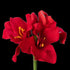 Amaryllis artificielle en velours rouge 51 cm, fleurs en trompette au bout de la tige