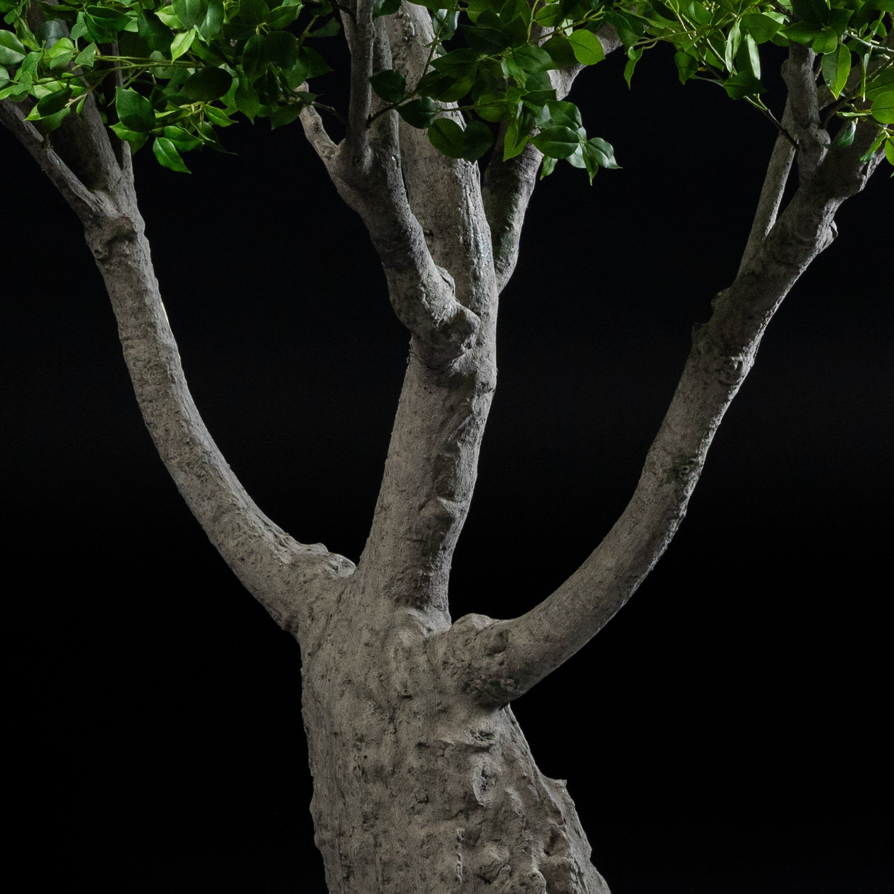 Arbre japonais artificiel Ficus 280 cm — détail feuillage réaliste, sans entretien