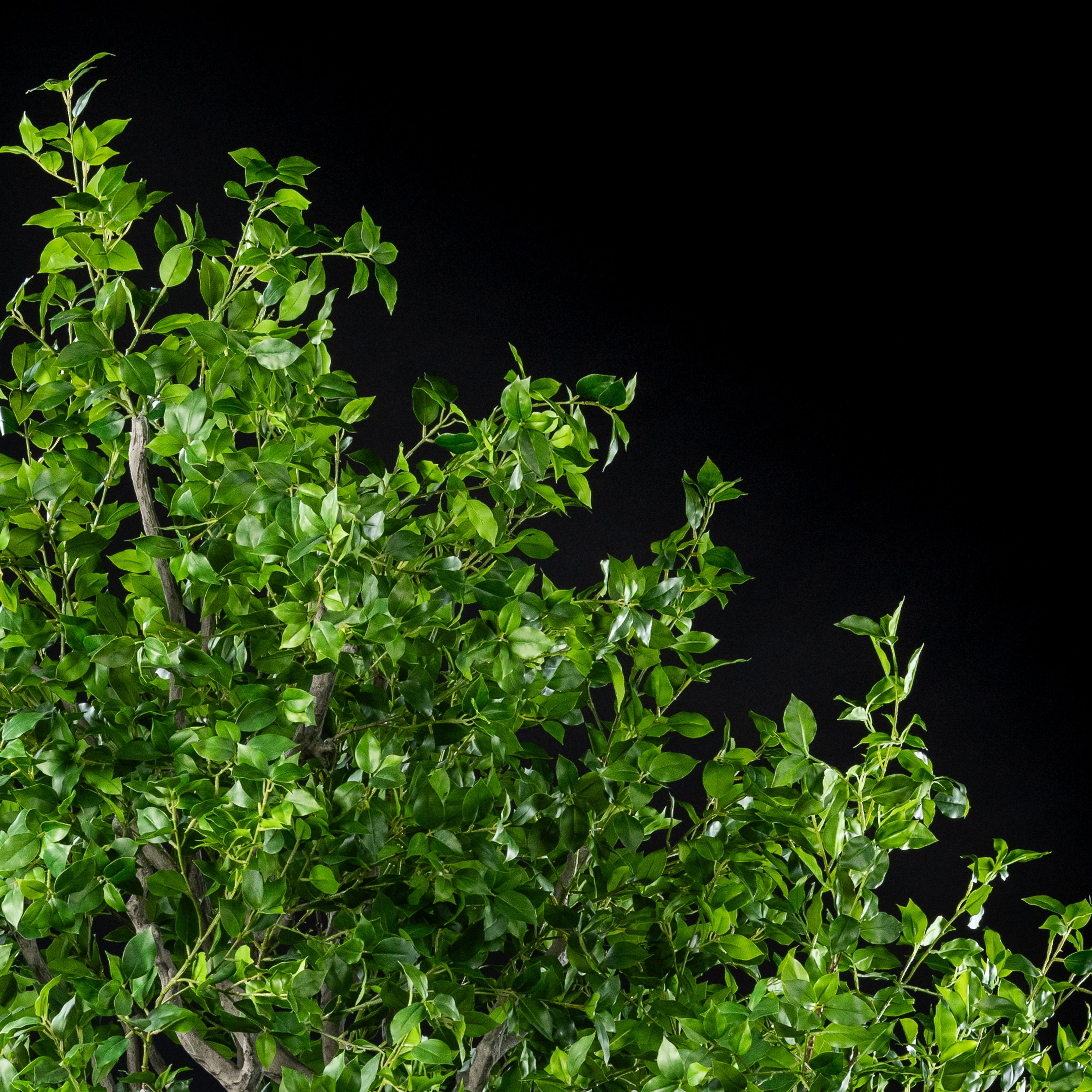 Arbre japonais artificiel Ficus 280 cm Galan GA — déco intérieur réaliste sans entretien