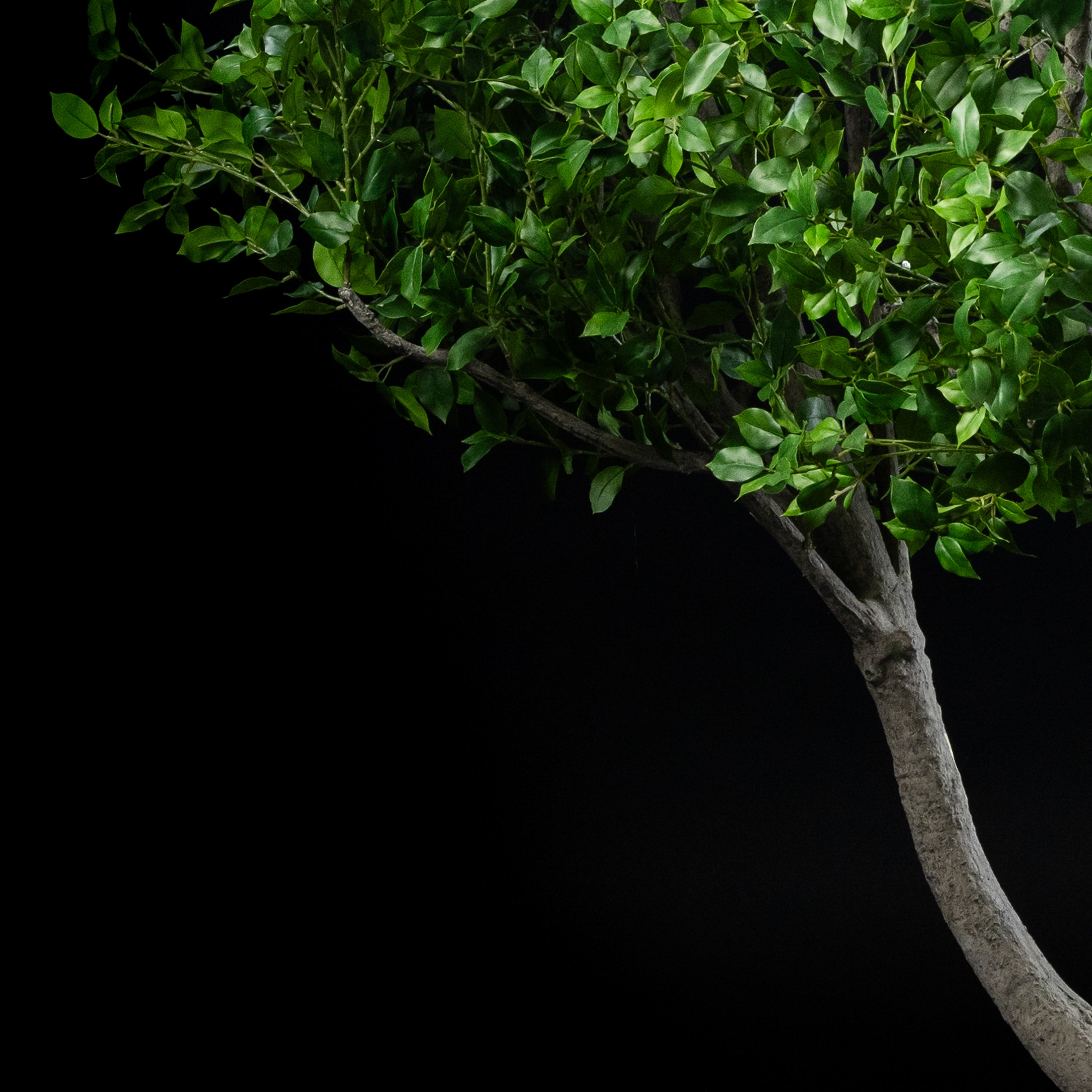 Arbre japonais artificiel Ficus 280 cm — gros plan, qualité premium réaliste
