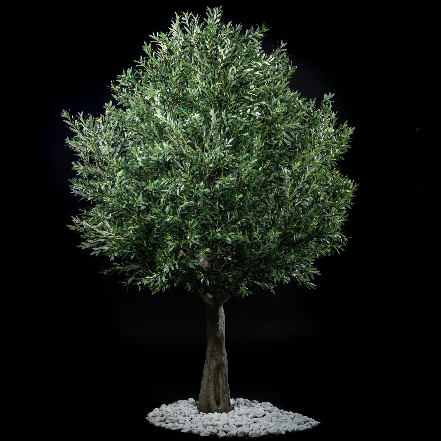 Arbre Japonais Olivier — vue d&