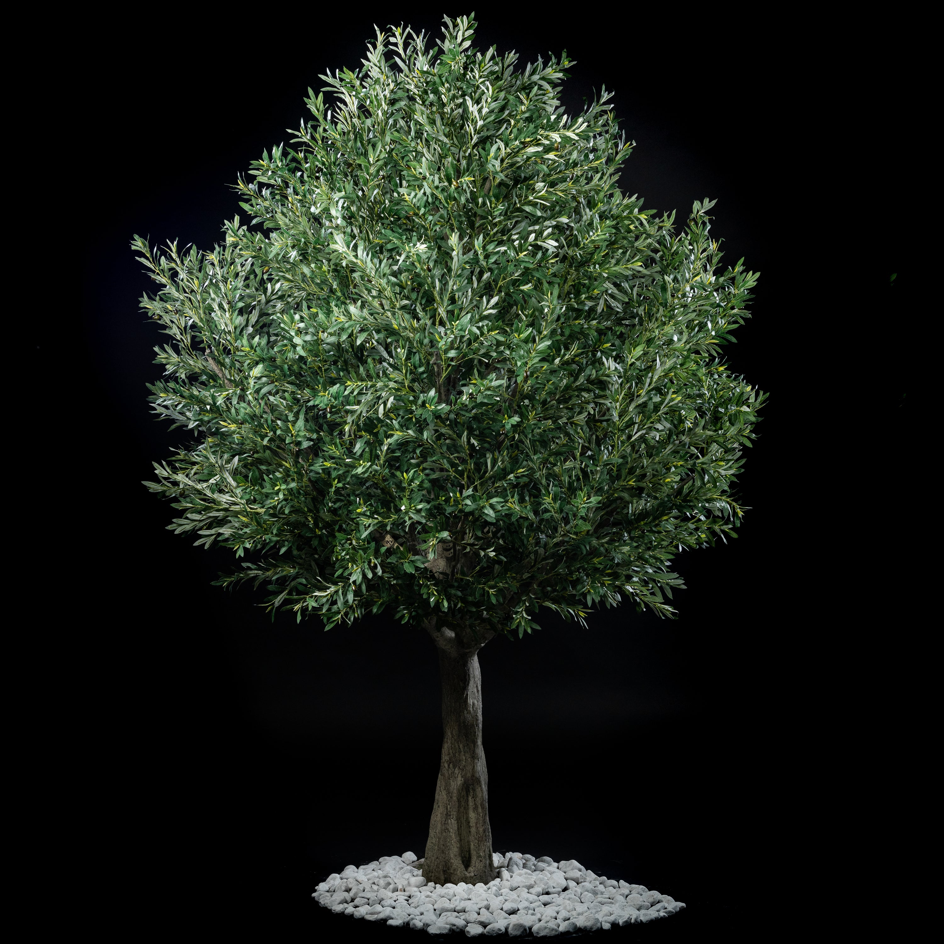 Arbre Japonais Olivier — vue d&