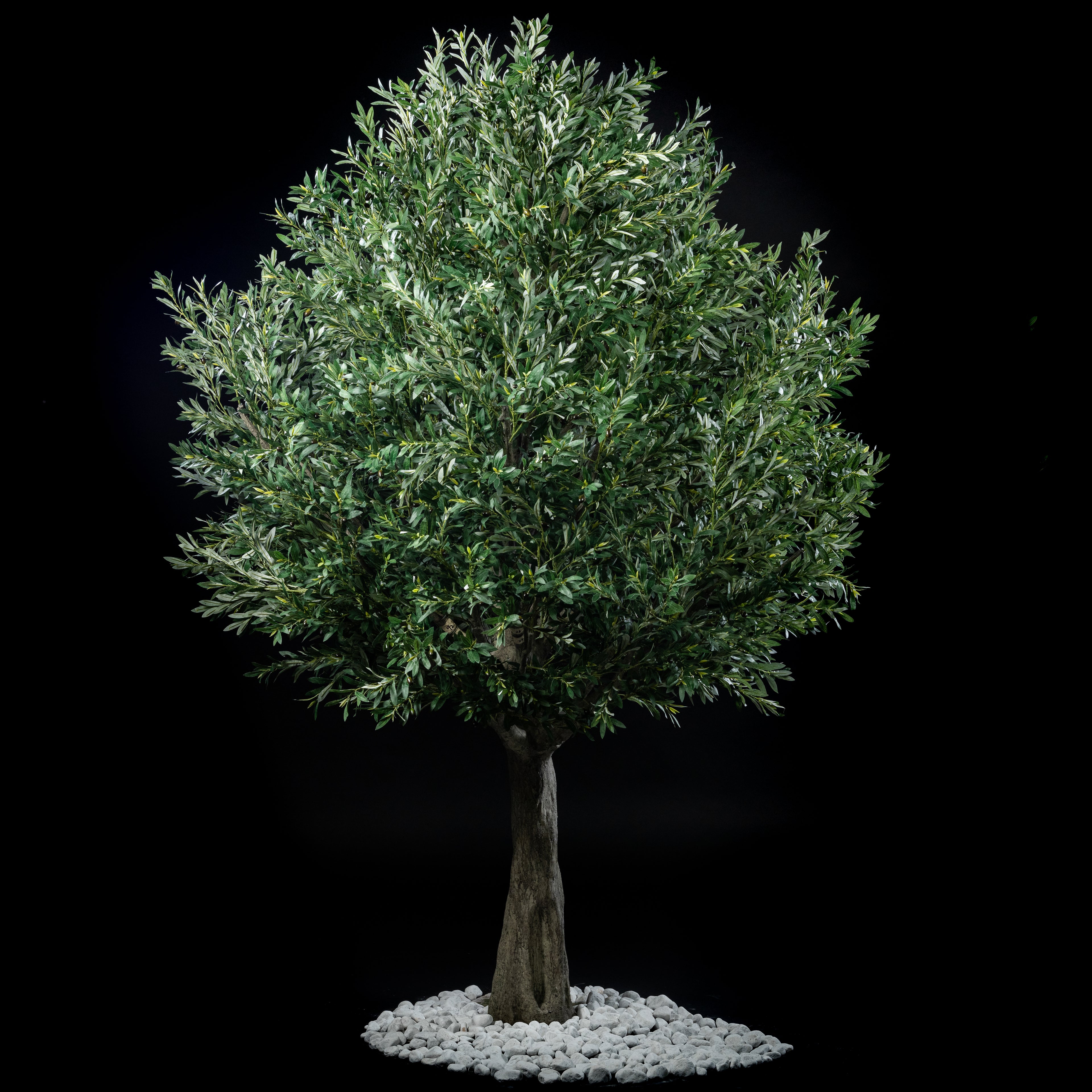 Arbre Japonais Olivier — vue d&