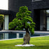 Arbre japonais artificiel Pin nuage 205 cm — déco terrasse, jardin et patio sans entretien