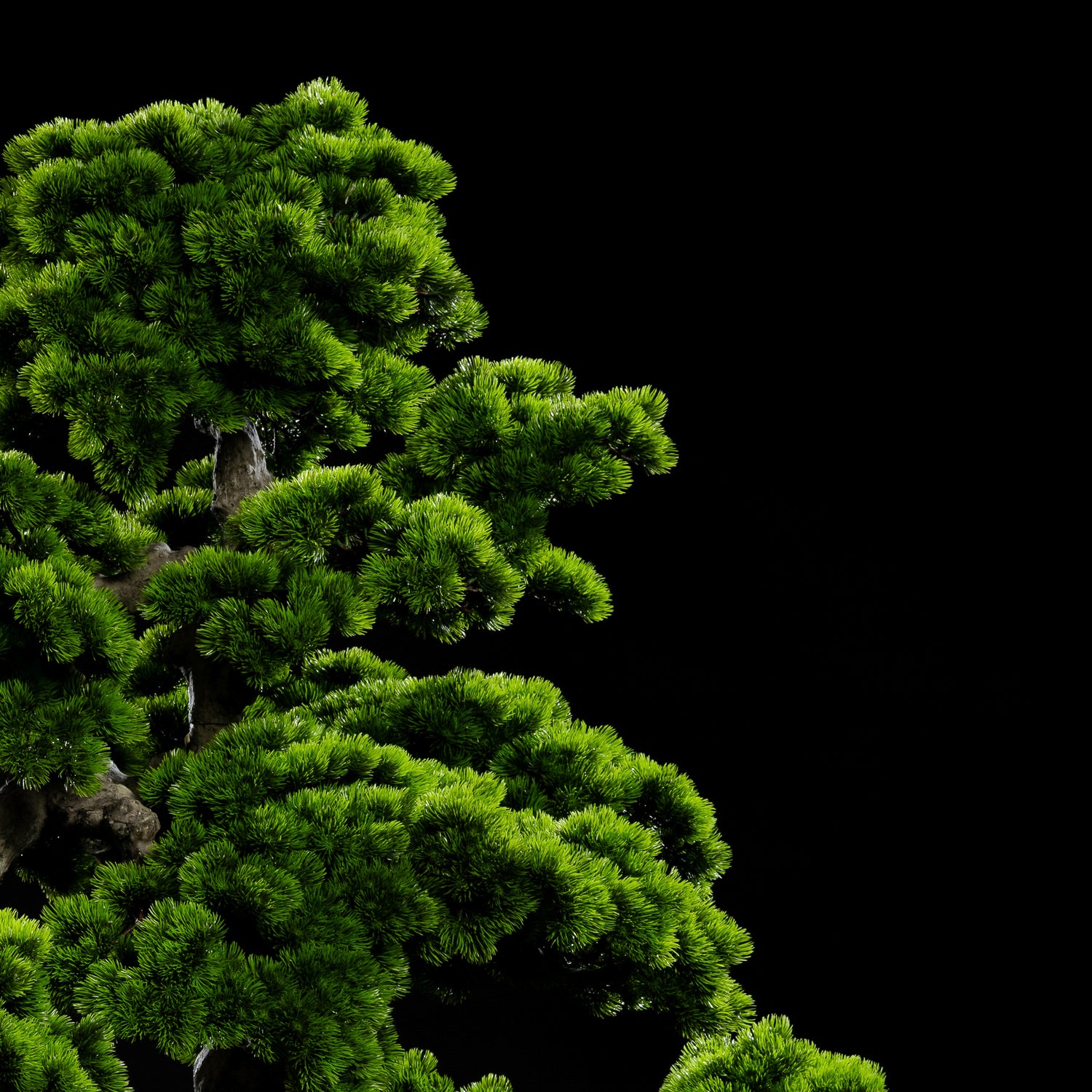 Arbre japonais artificiel Pin nuage 205 cm Galan GA — déco intérieur réaliste sans entretien