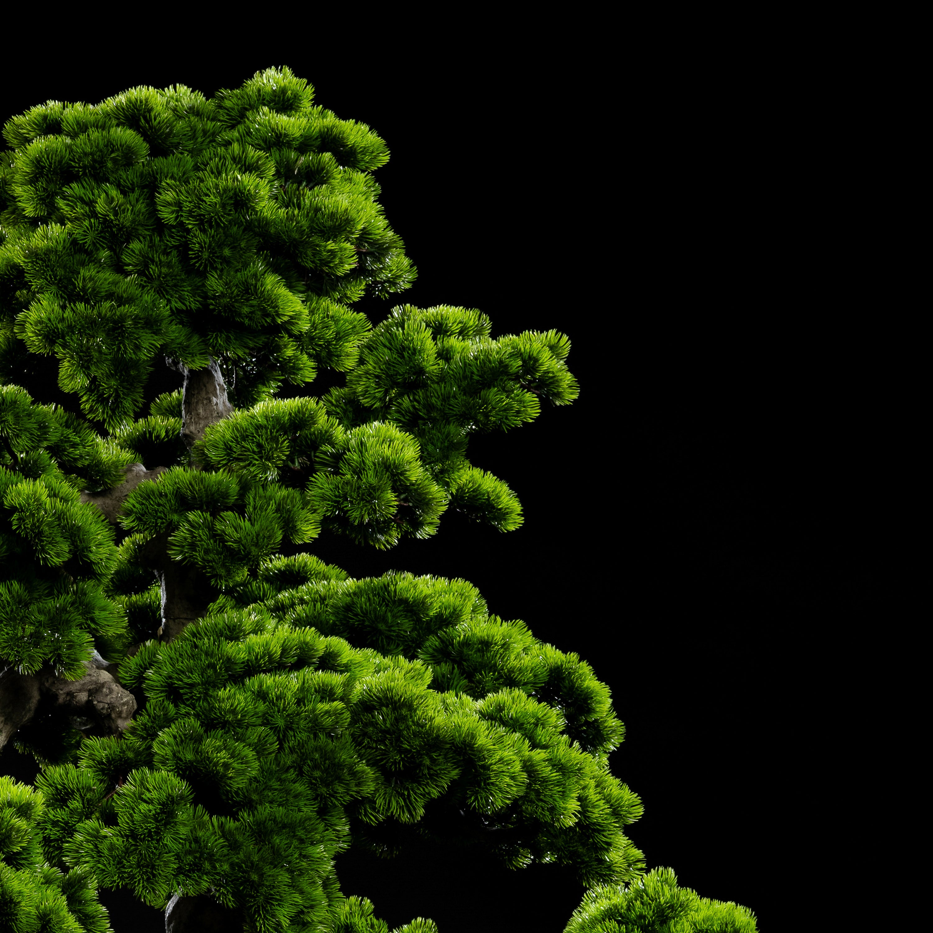 Arbre japonais artificiel Pin nuage 205 cm Galan GA — déco intérieur réaliste sans entretien
