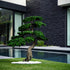 Arbre japonais artificiel Pin nuage 180 cm en mise en scène salon — décoration intérieure réaliste