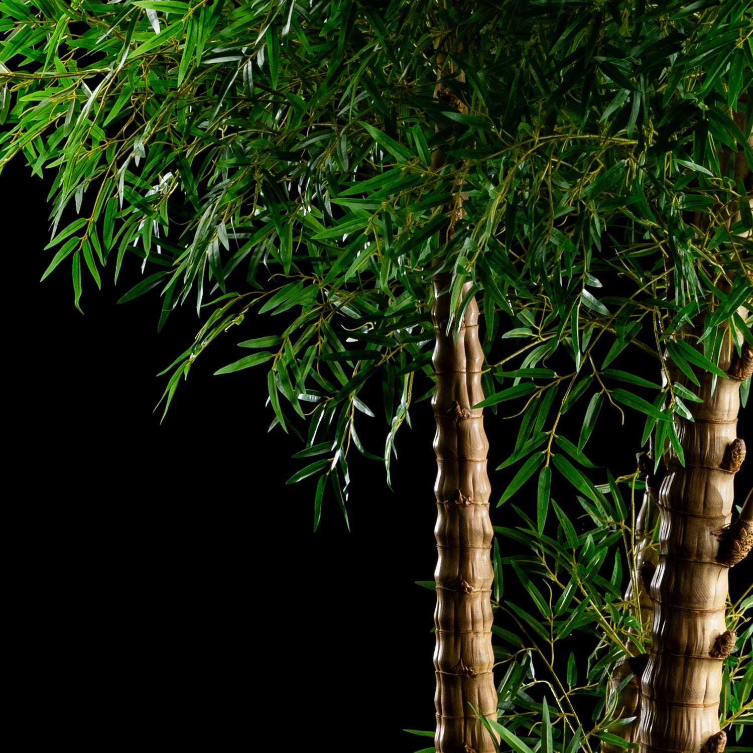 Bambou Verrucosa — vue alternative, plante artificielle plante d&