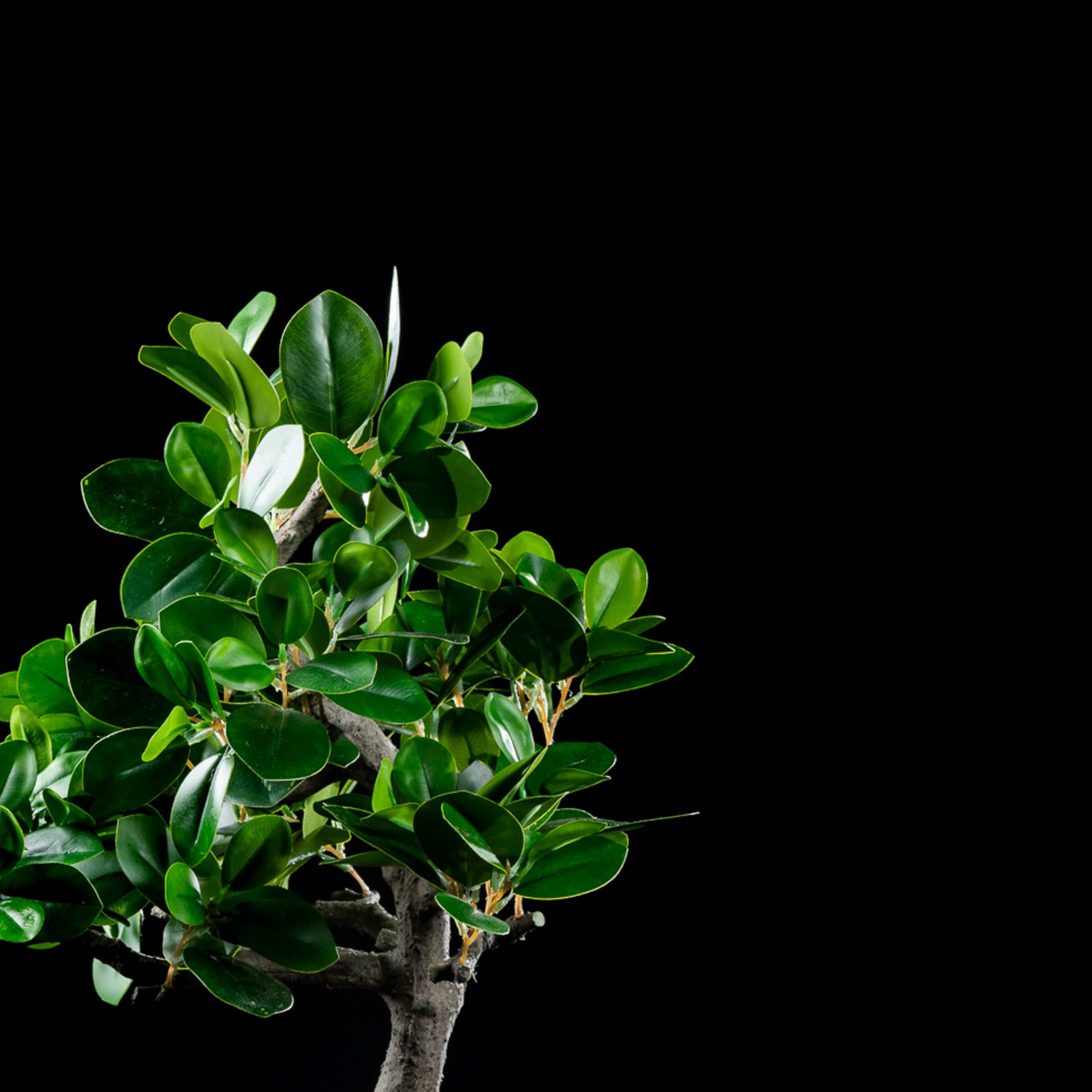 Bonsaï artificiel Japonais Ficus 60 cm Galan GA — déco intérieur réaliste sans entretien