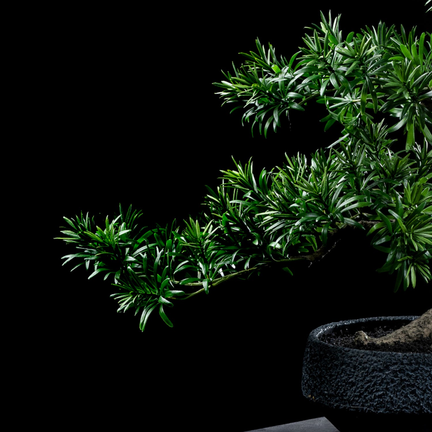 Bonsaï artificiel Podocarpus 65 cm — détail feuillage réaliste, sans entretien