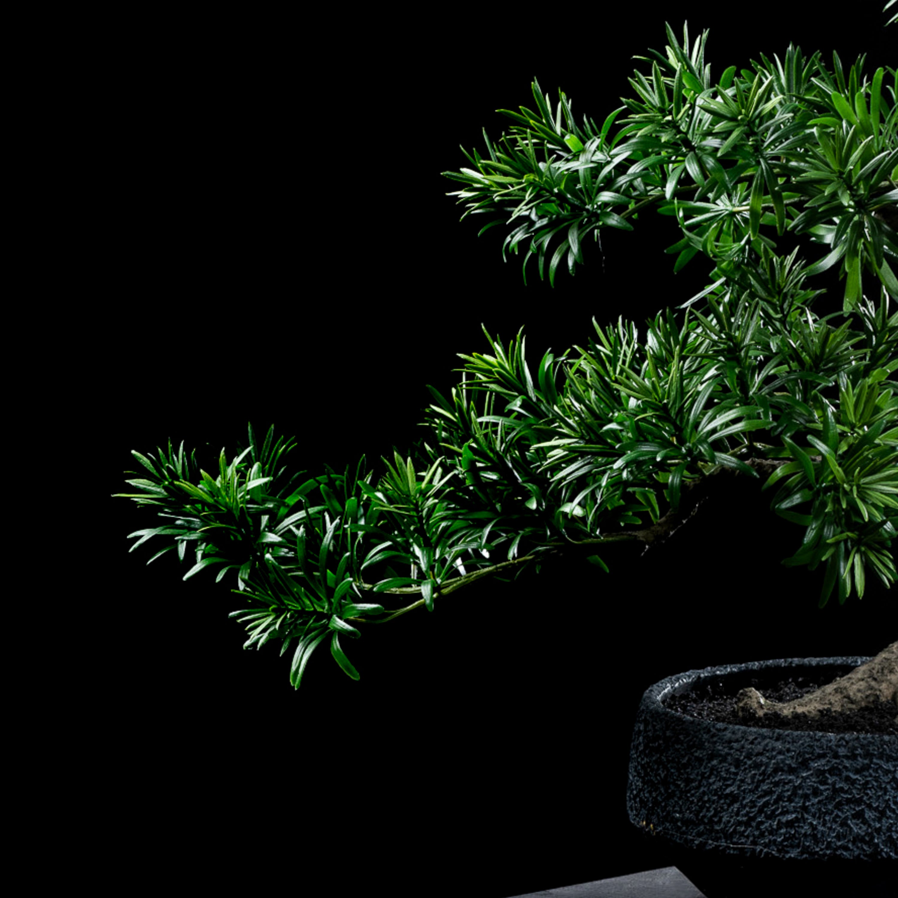 Bonsaï artificiel Podocarpus 65 cm — détail feuillage réaliste, sans entretien