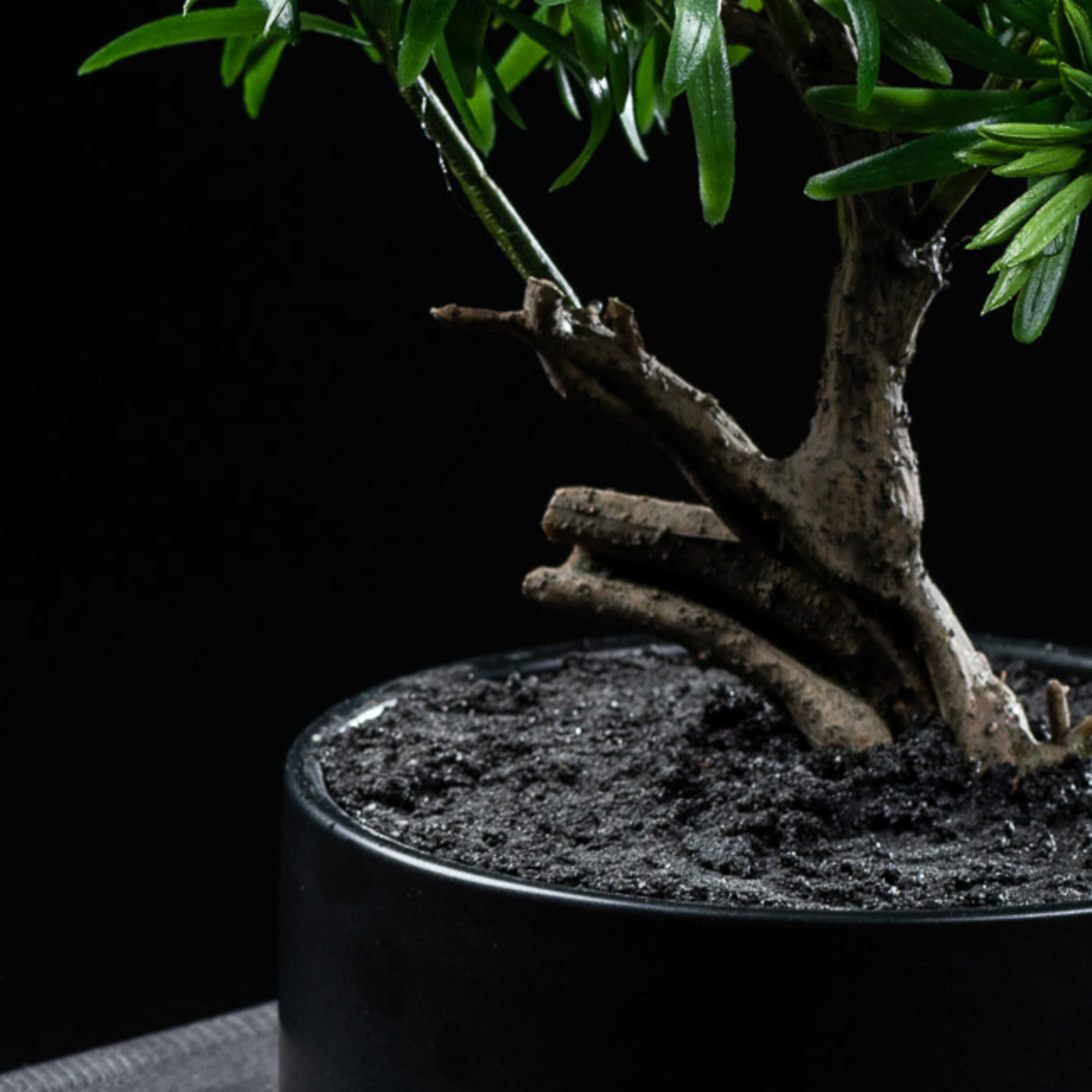 Bonsaï artificiel Podocarpus 30 cm — gros plan, qualité premium réaliste