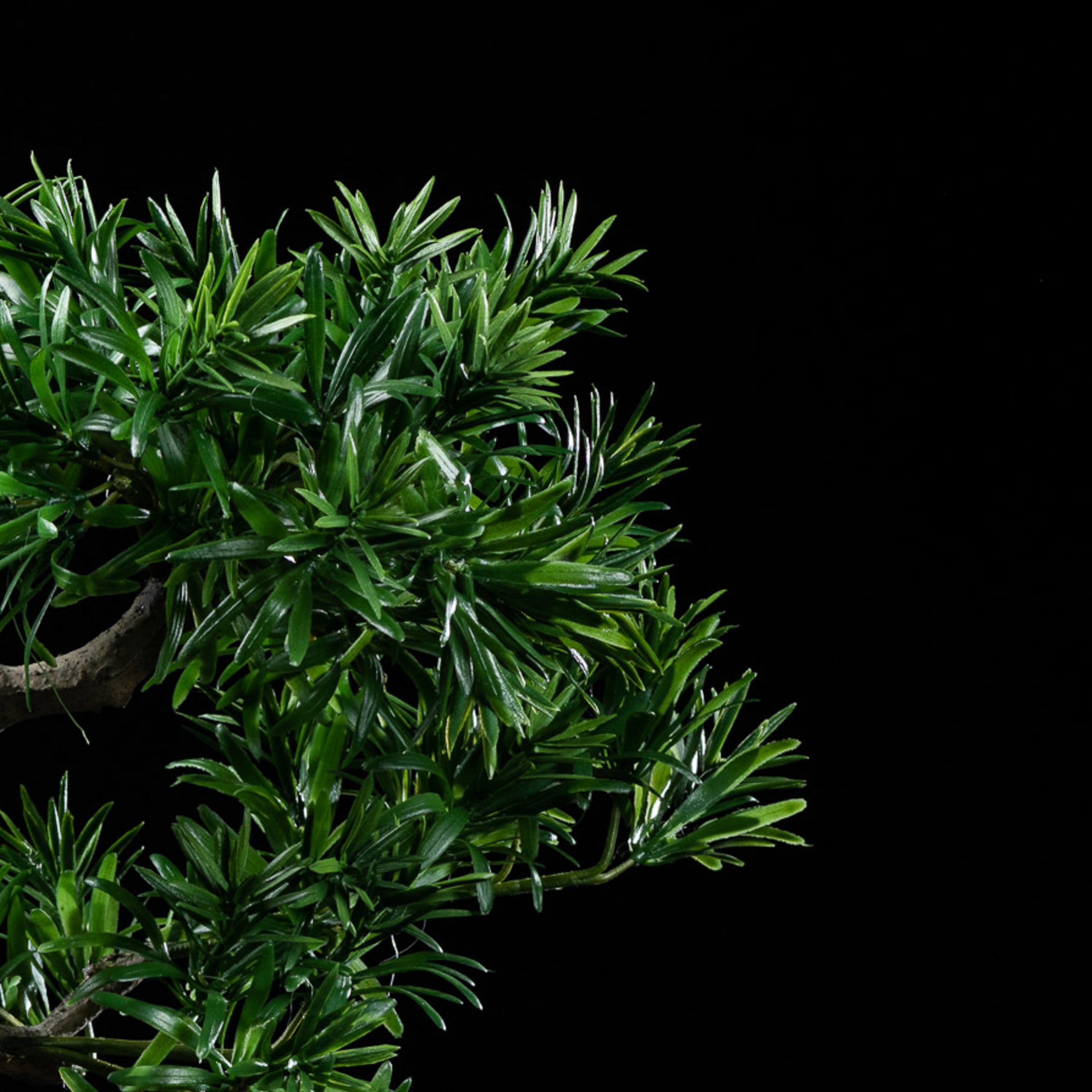Bonsaï artificiel Podocarpus 50 cm — détail feuillage réaliste, sans entretien