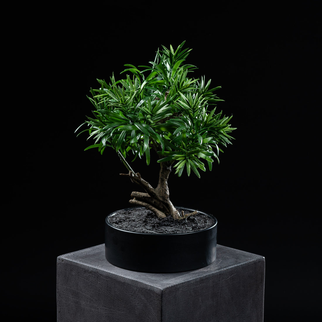 Bonsaï artificiel Podocarpus 30 cm — visuel produit, sans entretien pour intérieur