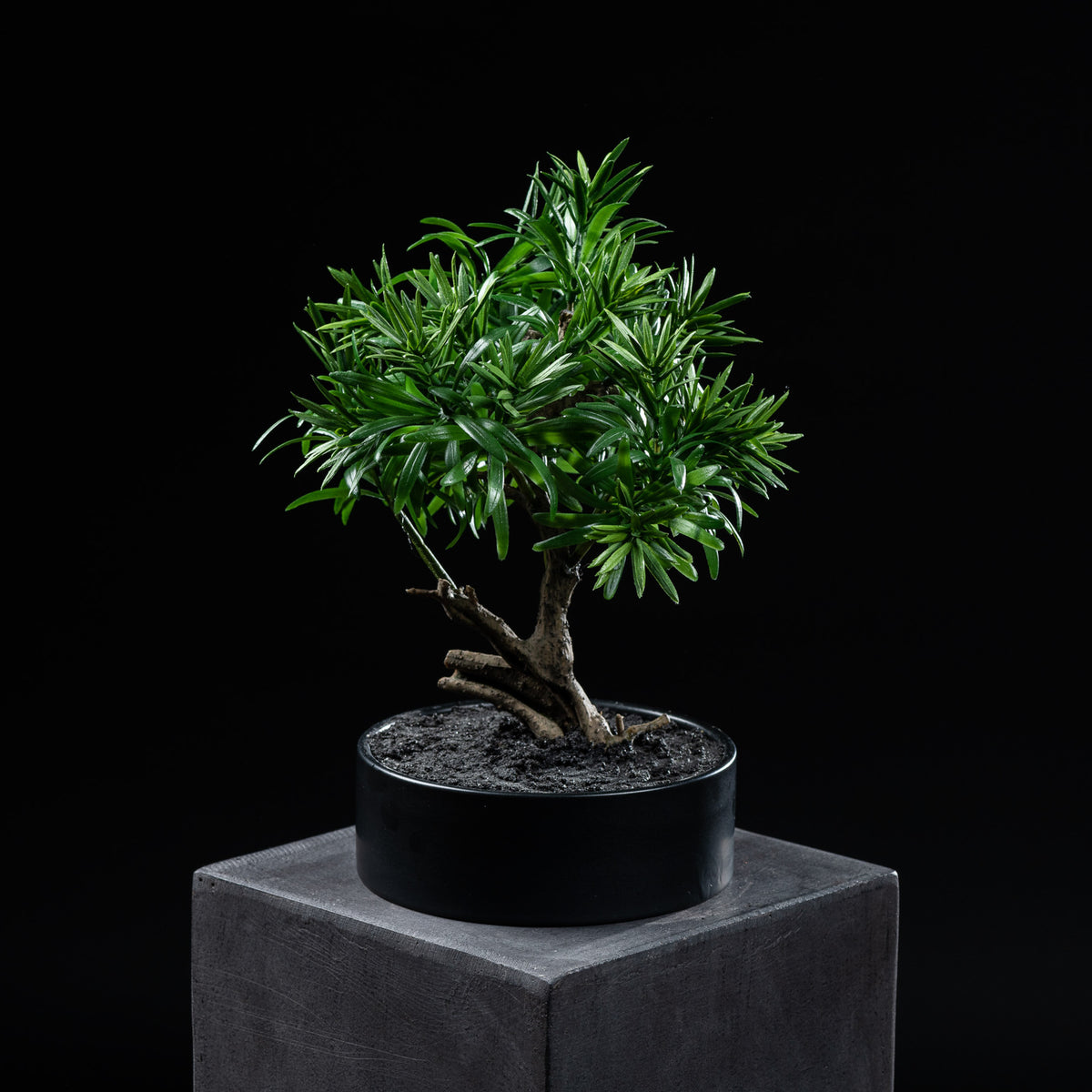 Bonsaï artificiel Podocarpus 30 cm — visuel produit, sans entretien pour intérieur