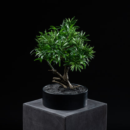 Bonsaï artificiel Podocarpus 30 cm — visuel produit, sans entretien pour intérieur