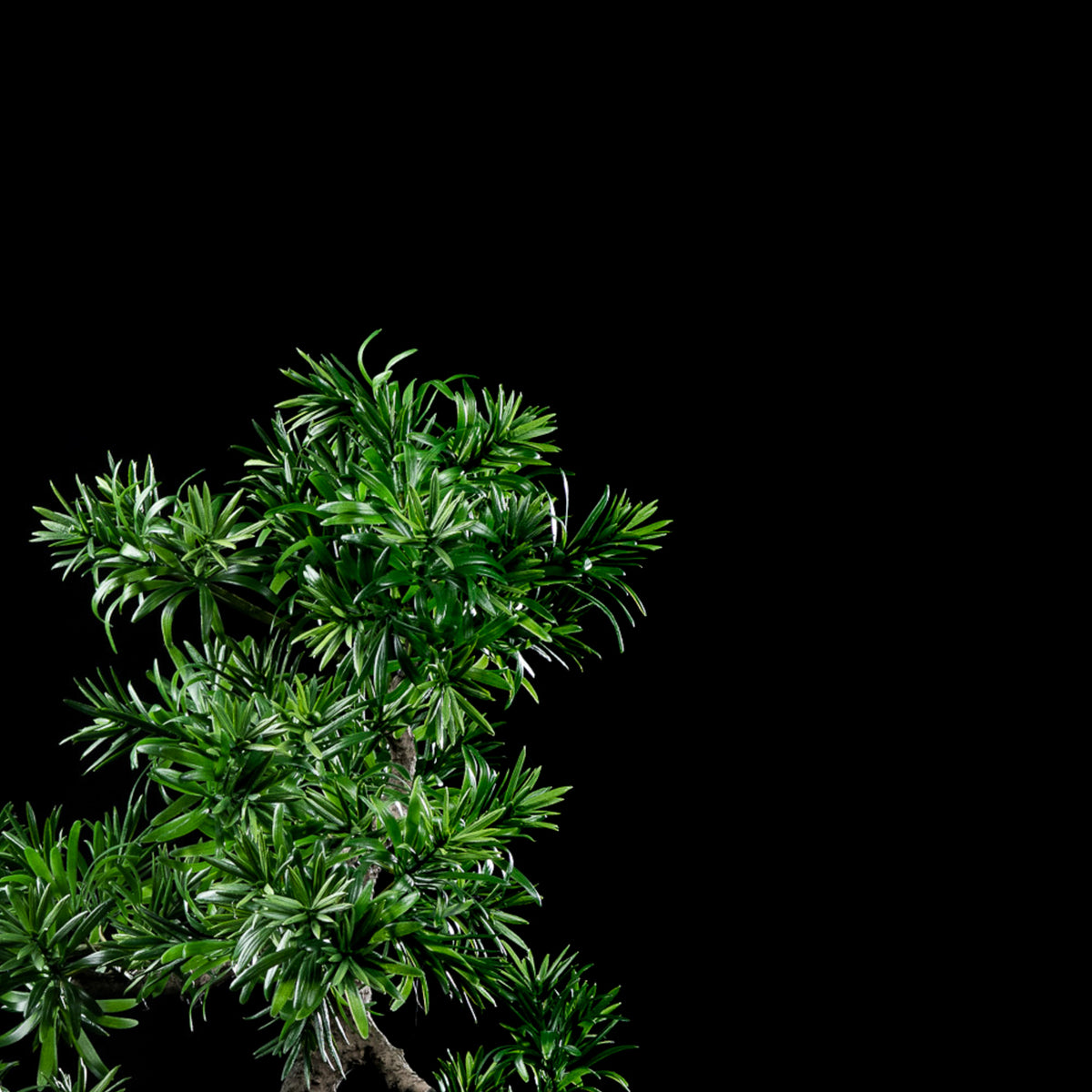 Bonsaï artificiel Podocarpus 65 cm Galan GA — déco intérieur réaliste sans entretien