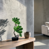 Bonsaï artificiel Podocarpus 66 cm en mise en scène salon — décoration intérieure réaliste