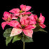 Bouquet d’étoiles de Noël artificielles rose et crème 32 cm, vue d’ensemble des 5 fleurs