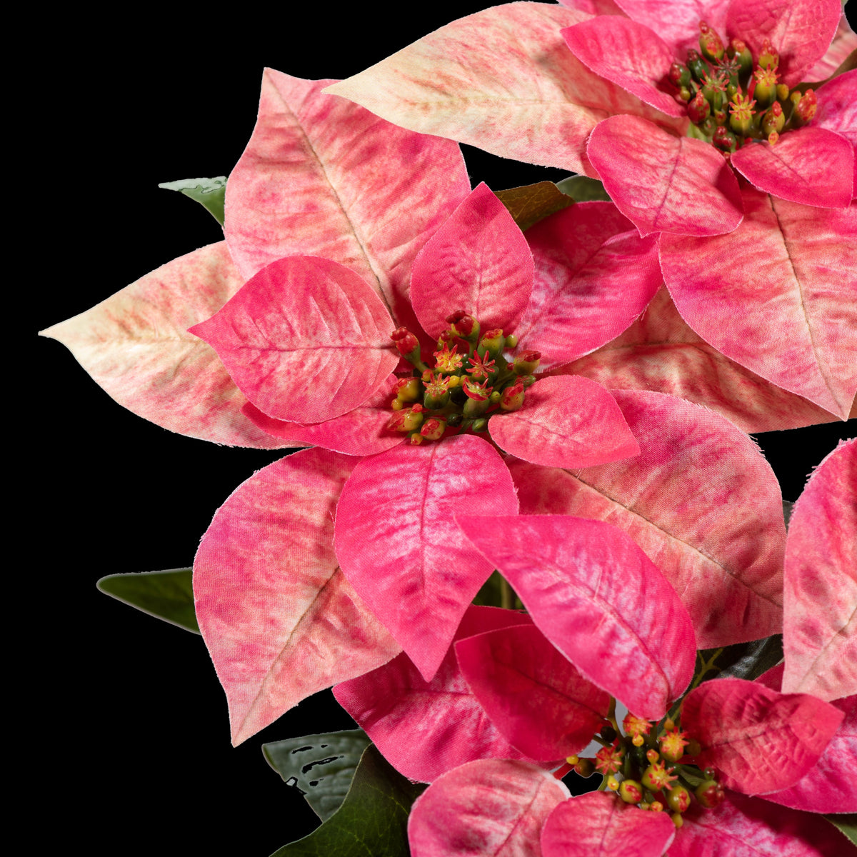 Bouquet d’étoiles de Noël artificielles rose et crème 43 cm, détail des bractées roses marbrées de crème