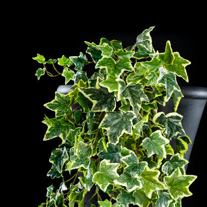 Feuillage retombant artificiel Hedera 130 cm Galan GA — gros plan, qualité premium réaliste