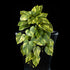 Feuillage retombant artificiel Pothos 22 cm Galan GA — visuel produit, sans entretien pour intérieur
