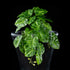 Feuillage retombant artificiel Syngonium 22 cm Galan GA — visuel produit, sans entretien pour intérieur