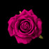 Clip de rose artificielle en velours pourpre 5 cm, fleur ouverte vue de face