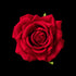 Clip de rose artificielle en velours rouge 5 cm, fleur ouverte vue de face
