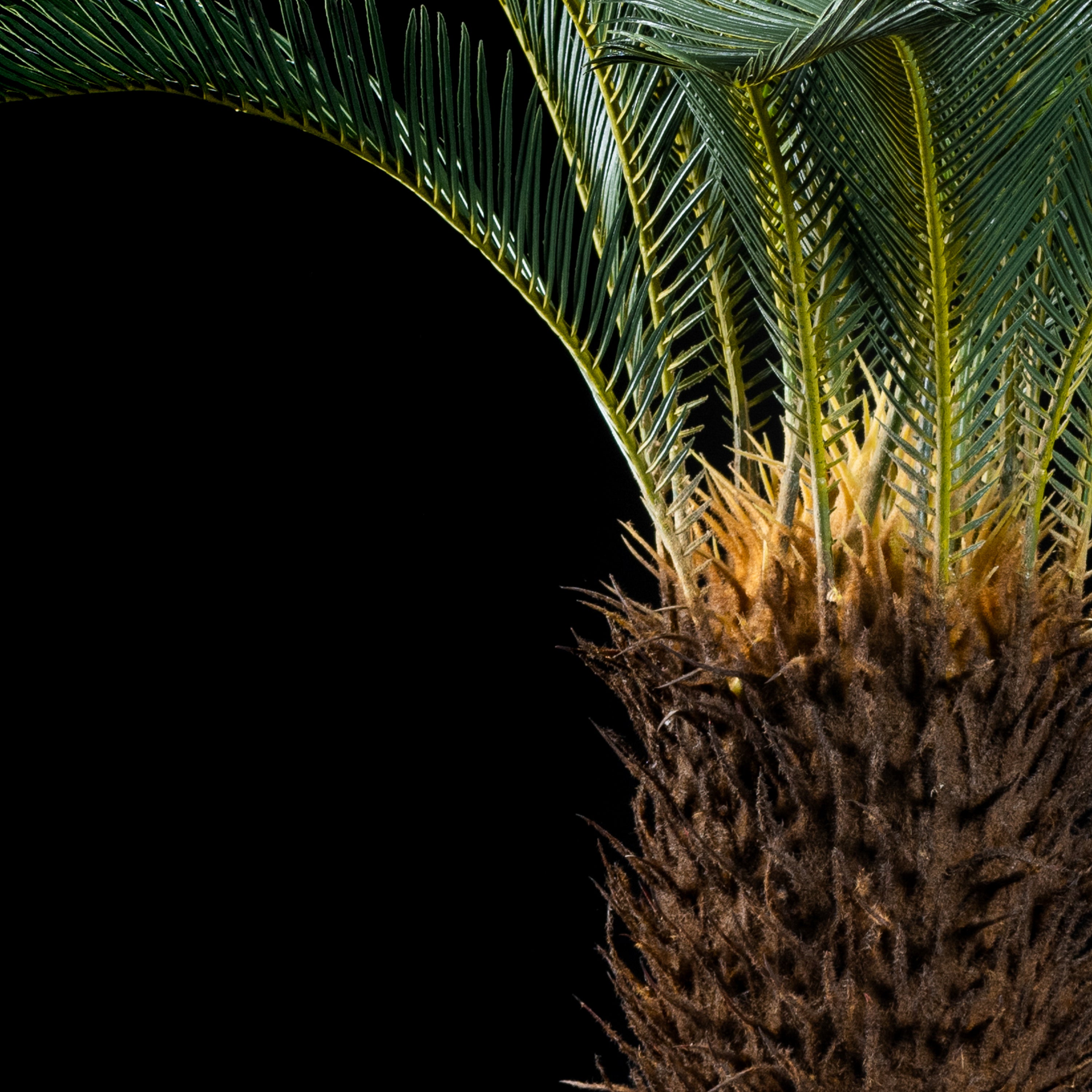 Cycas artificiel du Japon 110 cm — détail feuillage réaliste, sans entretien
