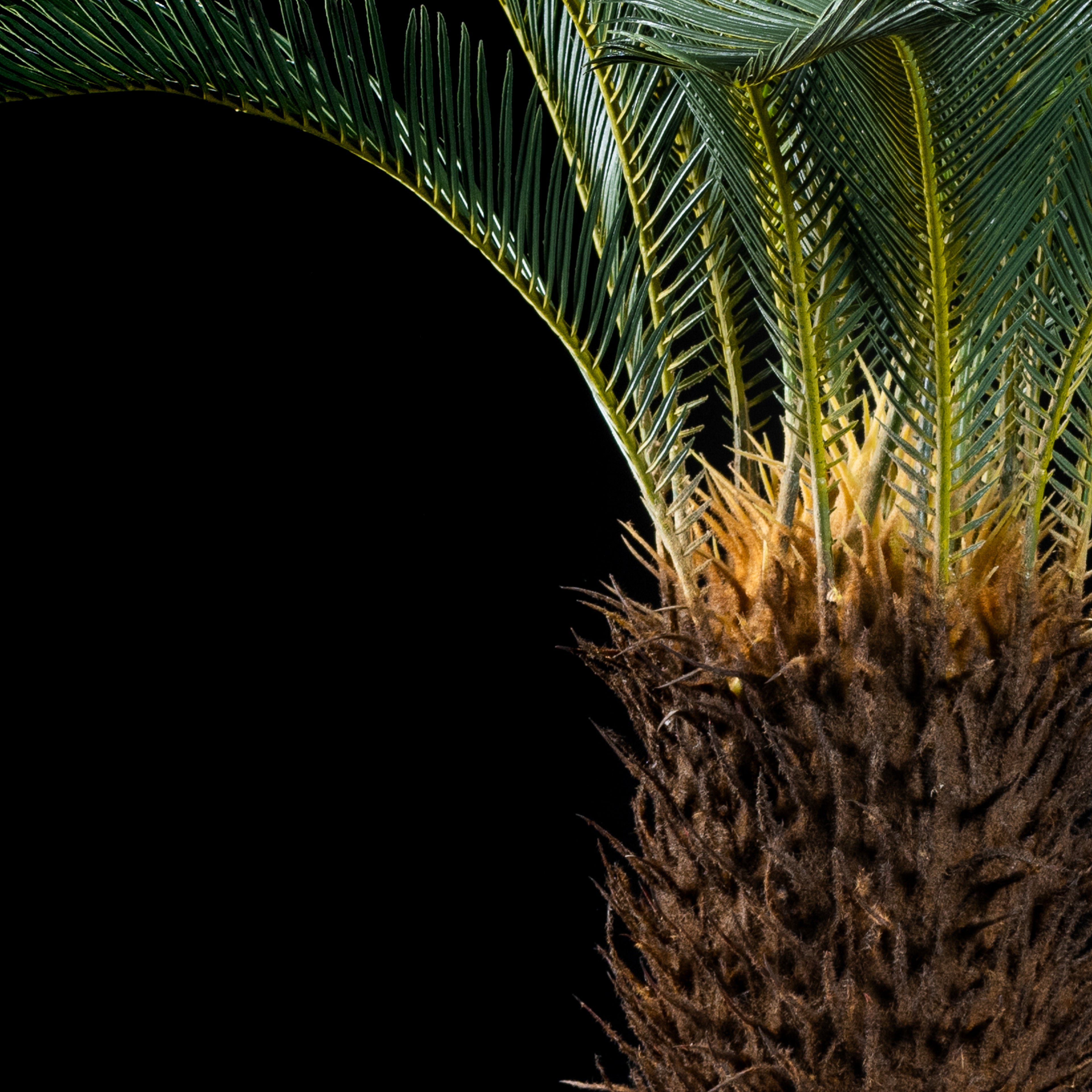 Cycas artificiel du Japon 110 cm — détail feuillage réaliste, sans entretien