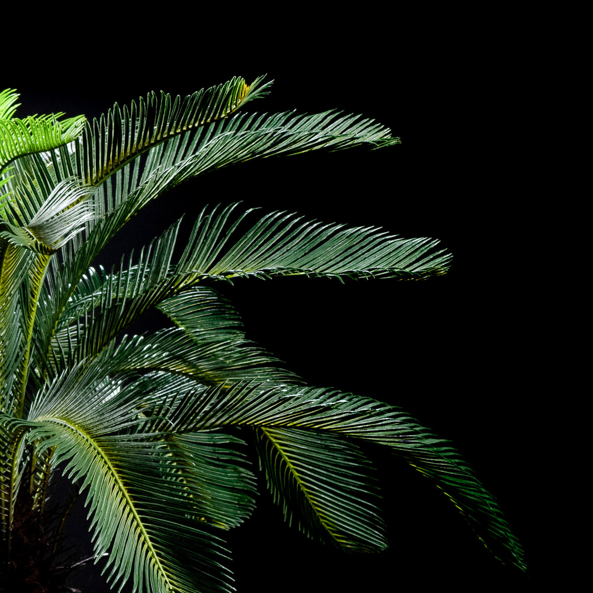 Cycas artificiel tronc 170 cm — détail feuillage réaliste, sans entretien