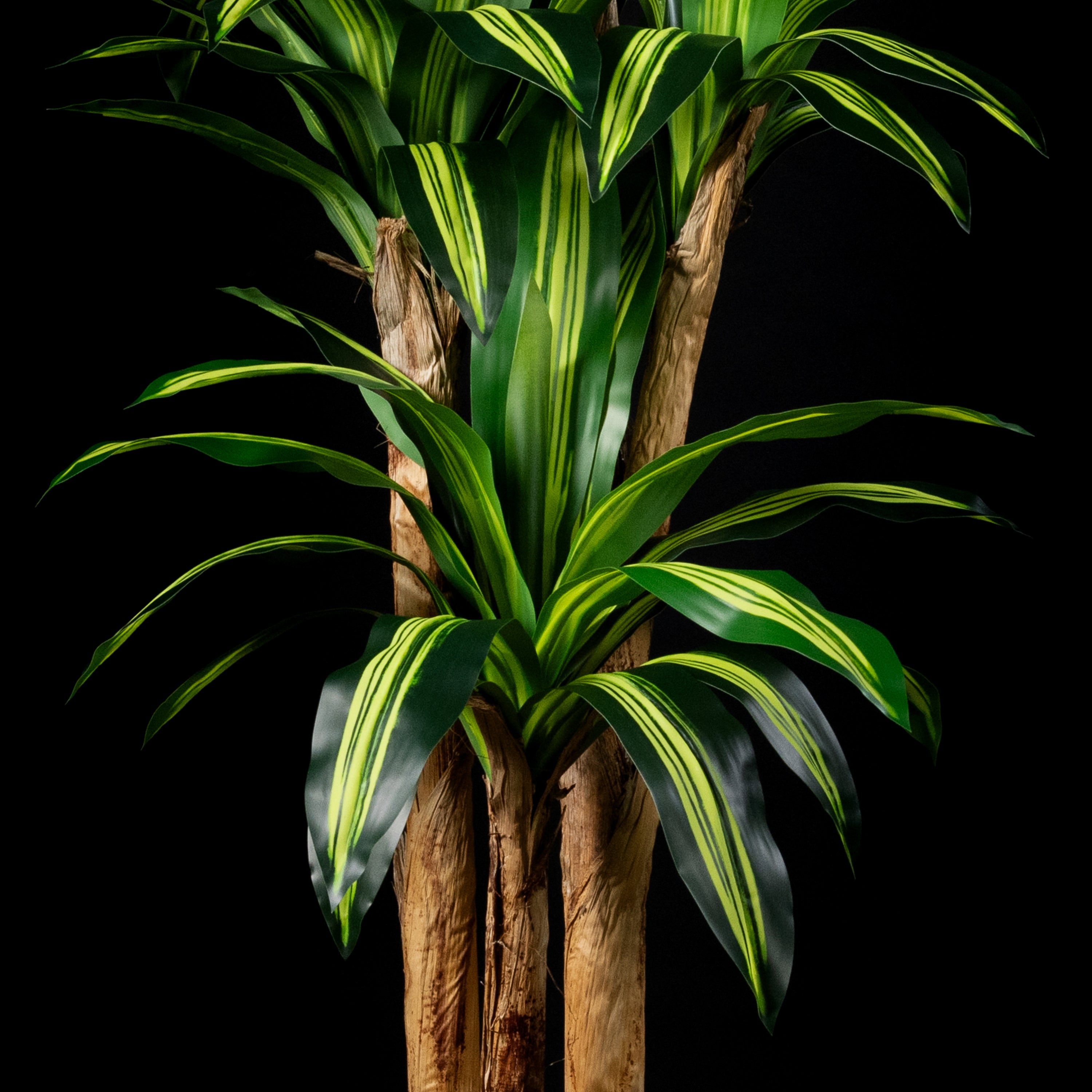Plante artificielle Dracaena Massangeana 180 cm Galan GA — déco intérieur réaliste sans entretien