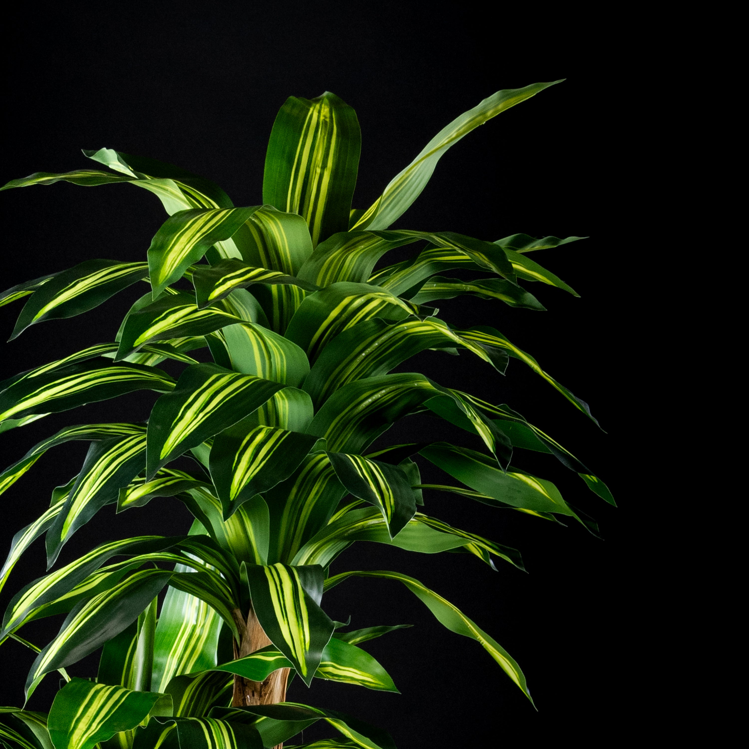 Plante artificielle Dracaena Massangeana 240 cm Galan GA — déco intérieur réaliste sans entretien