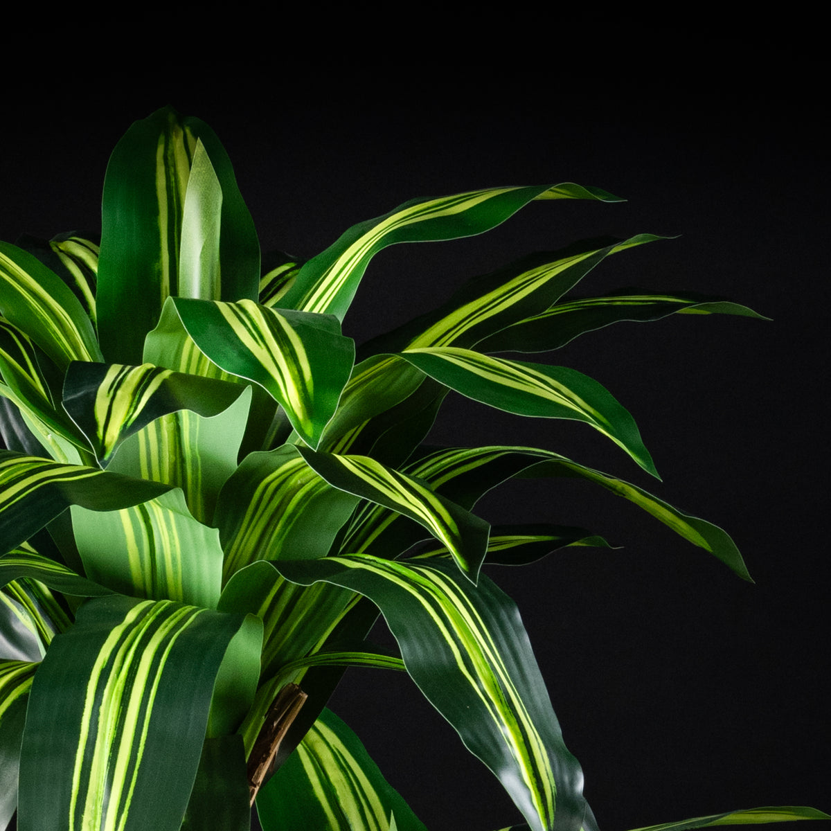 Plante artificielle Dracaena Massangeana 140 cm — vue alternative, plante d&