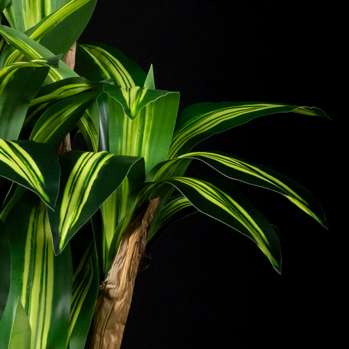 Plante artificielle Dracaena Massangeana 180 cm — gros plan, qualité premium réaliste