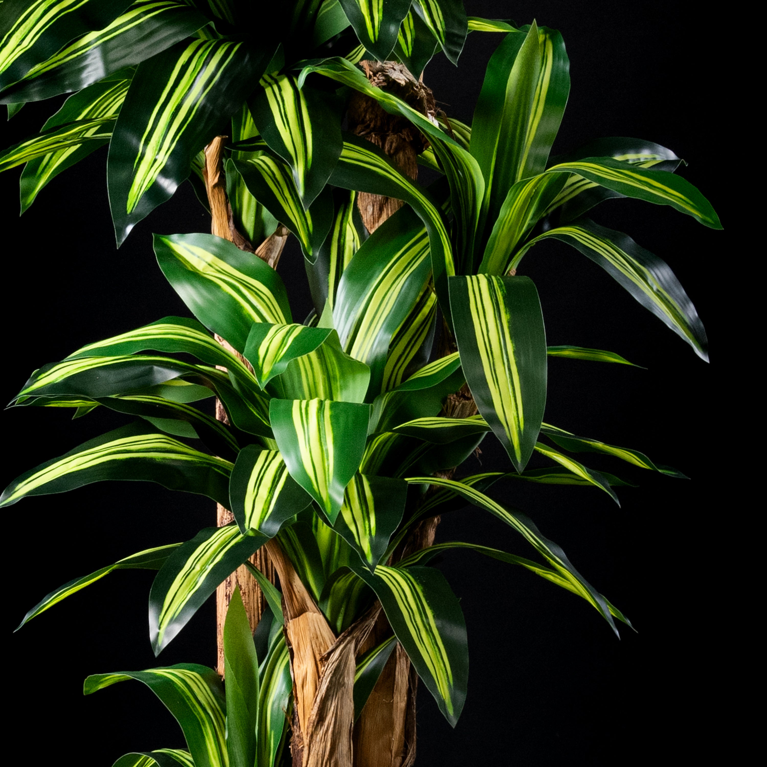 Plante artificielle Dracaena Massangeana 240 cm — gros plan, qualité premium réaliste