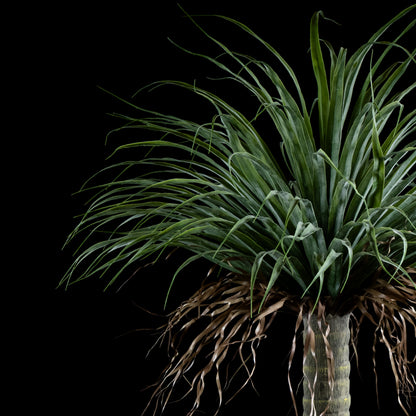 Plante artificielle Dracaena Plante De Dragonnier 140 cm Galan GA — détail feuillage réaliste