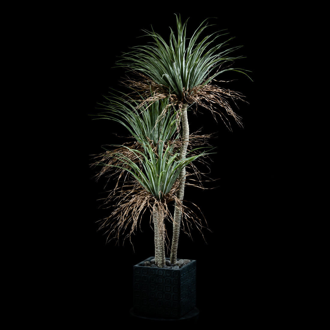 Plante artificielle Dracaena Plante De Dragonnier 170 cm Galan GA — visuel produit pour intérieur