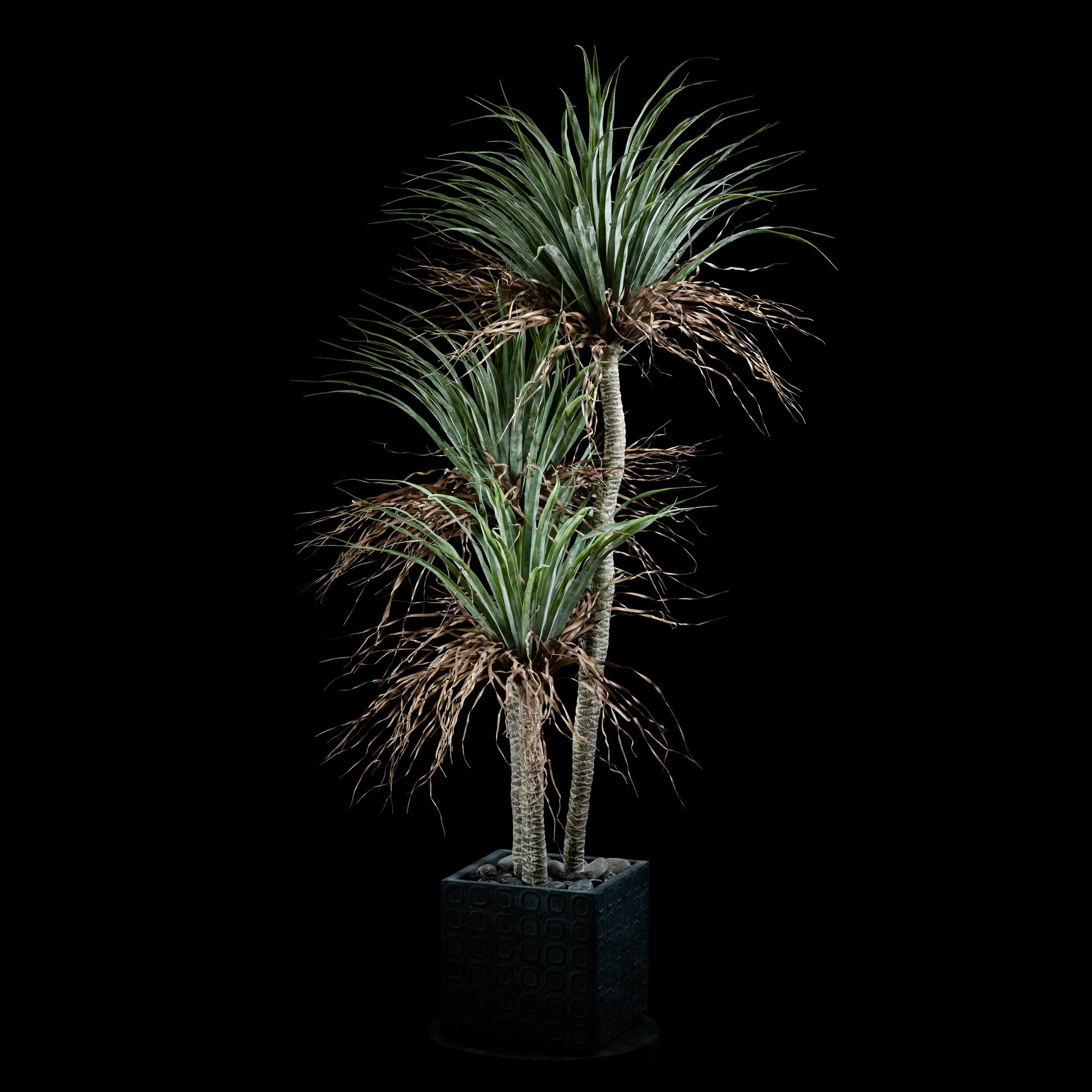 Plante artificielle Dracaena Plante De Dragonnier 170 cm Galan GA — visuel produit pour intérieur
