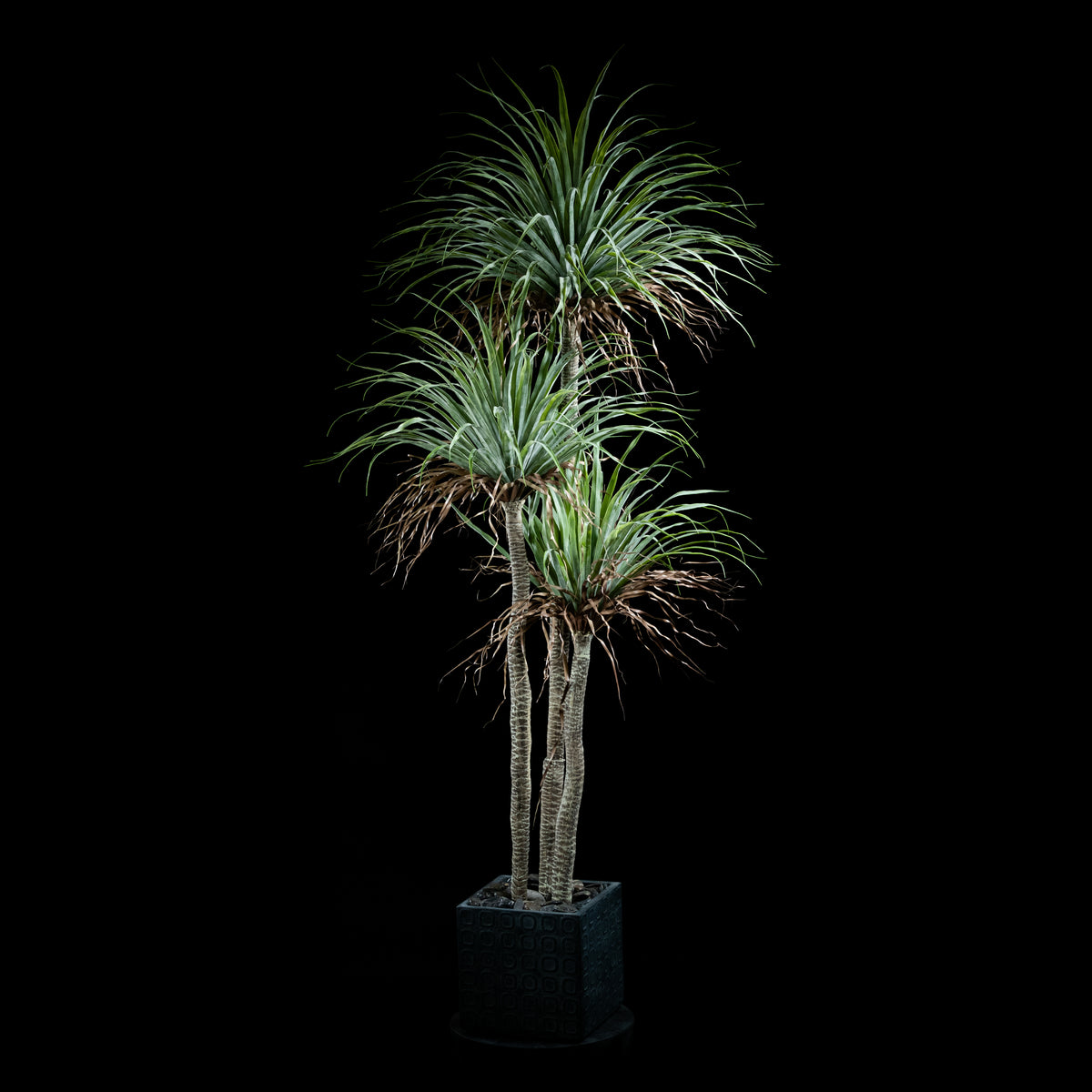 Plante artificielle Dracaena Plante De Dragonnier 220 cm Galan GA — visuel produit pour intérieur