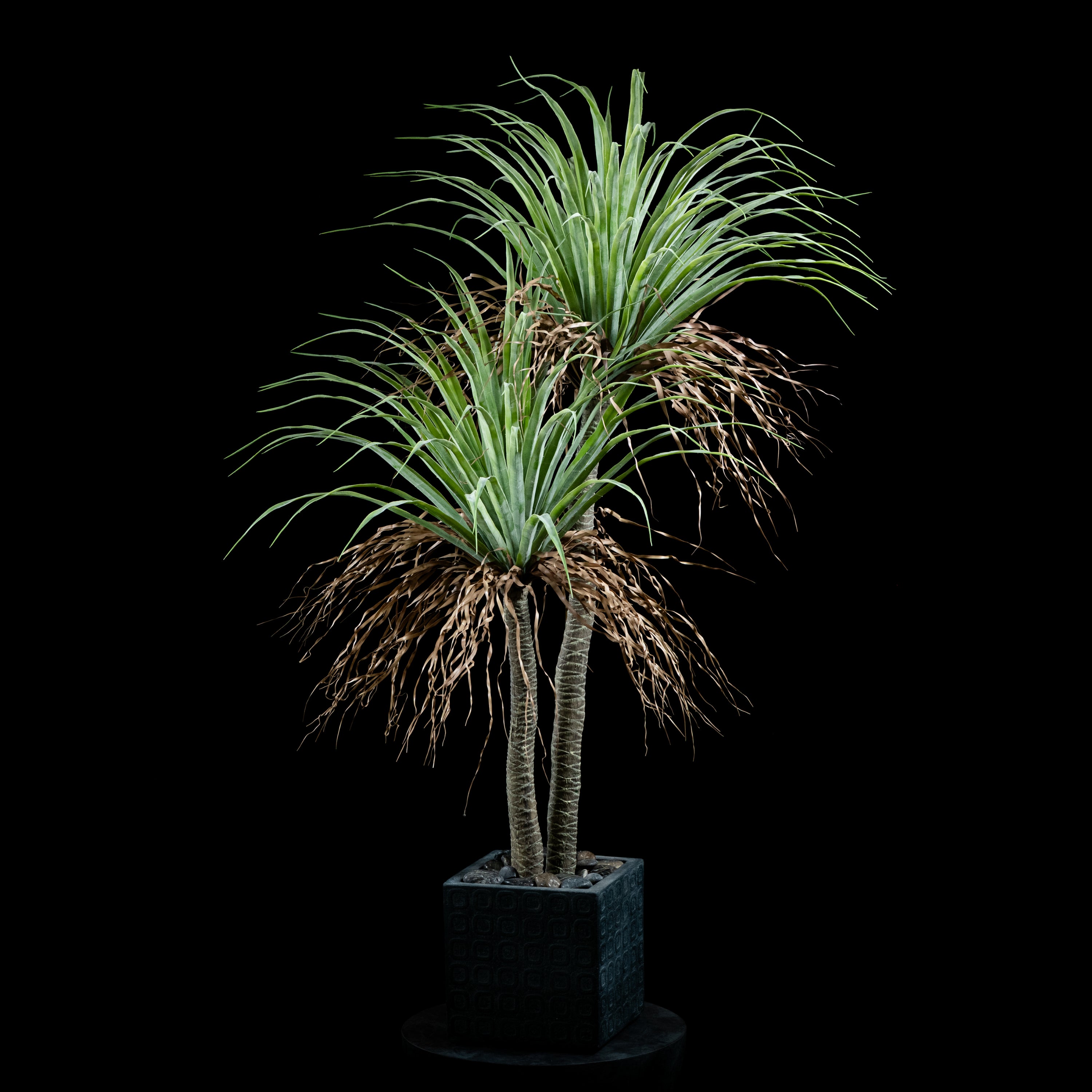 Plante artificielle Dracaena Plante De Dragonnier 140 cm Galan GA — visuel produit pour intérieur