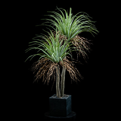 Plante artificielle Dracaena Plante De Dragonnier 140 cm Galan GA — visuel produit pour intérieur