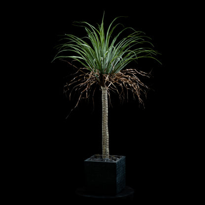 Plante artificielle Dracaena Plante De Dragonnier 110 cm Galan GA — déco intérieur réaliste