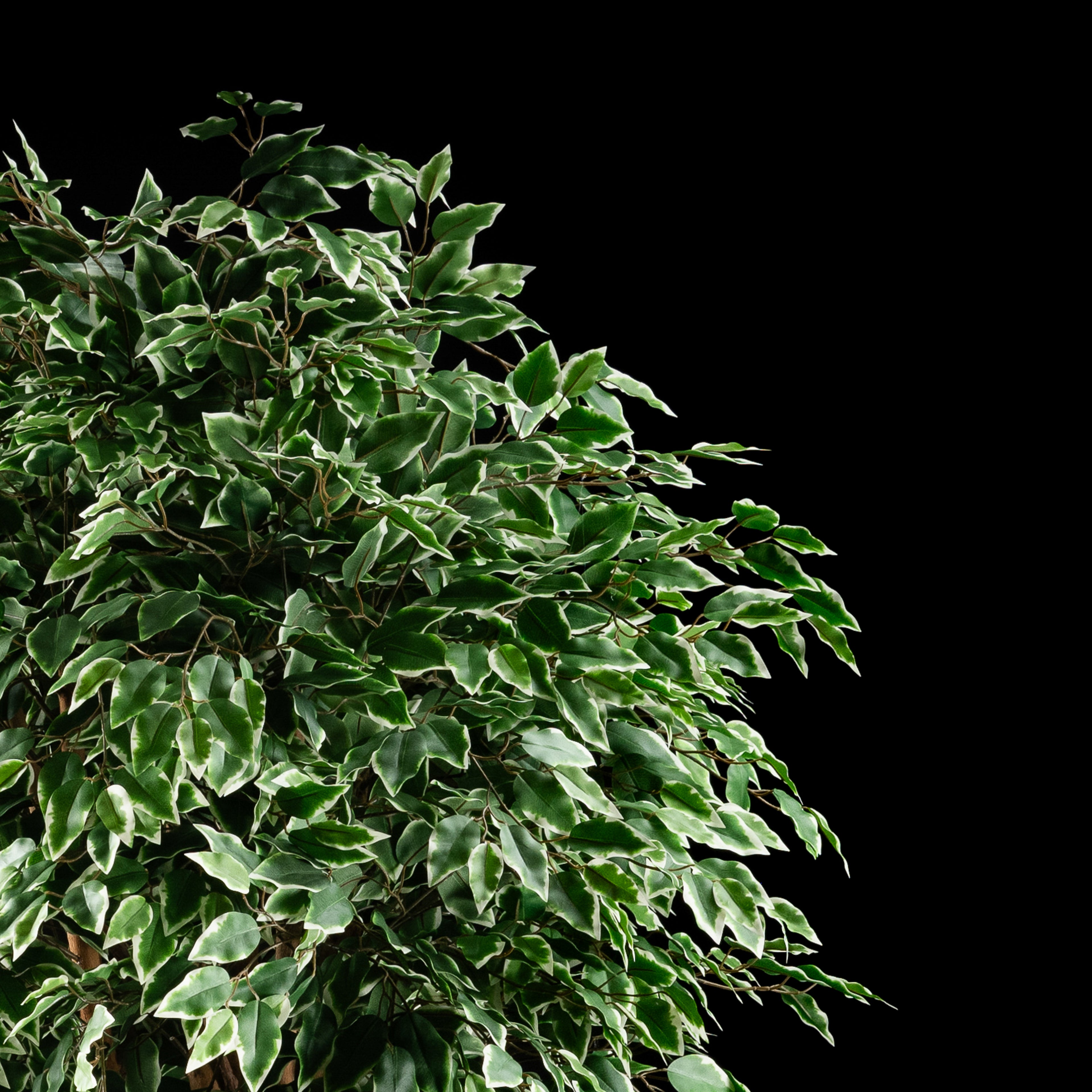 Plante artificielle Ficus Benjamina 240 cm Galan GA — déco intérieur réaliste sans entretien