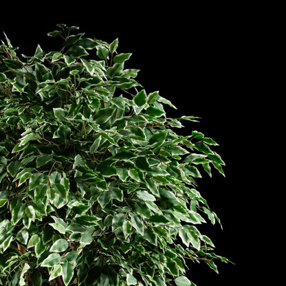 Plante artificielle Ficus Benjamina 240 cm Galan GA — déco intérieur réaliste sans entretien